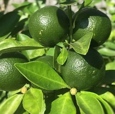 Giant duhat Not your... - Calamansi Seedlings for sale | Facebook