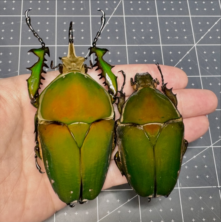 Ugandan Flower Beetle, (Mecynorrhina torquata ssp. ugandensis) I