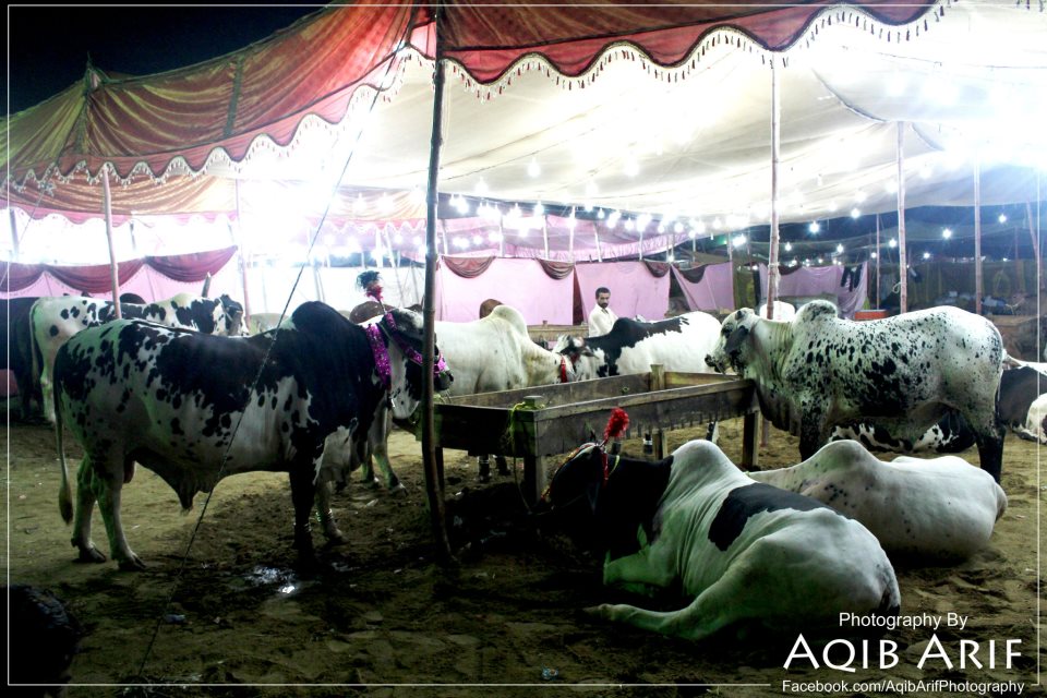 Me & You - From Cow Mandi ( Bakra Eid in pakistan ) #cow #cowmandi # ...
