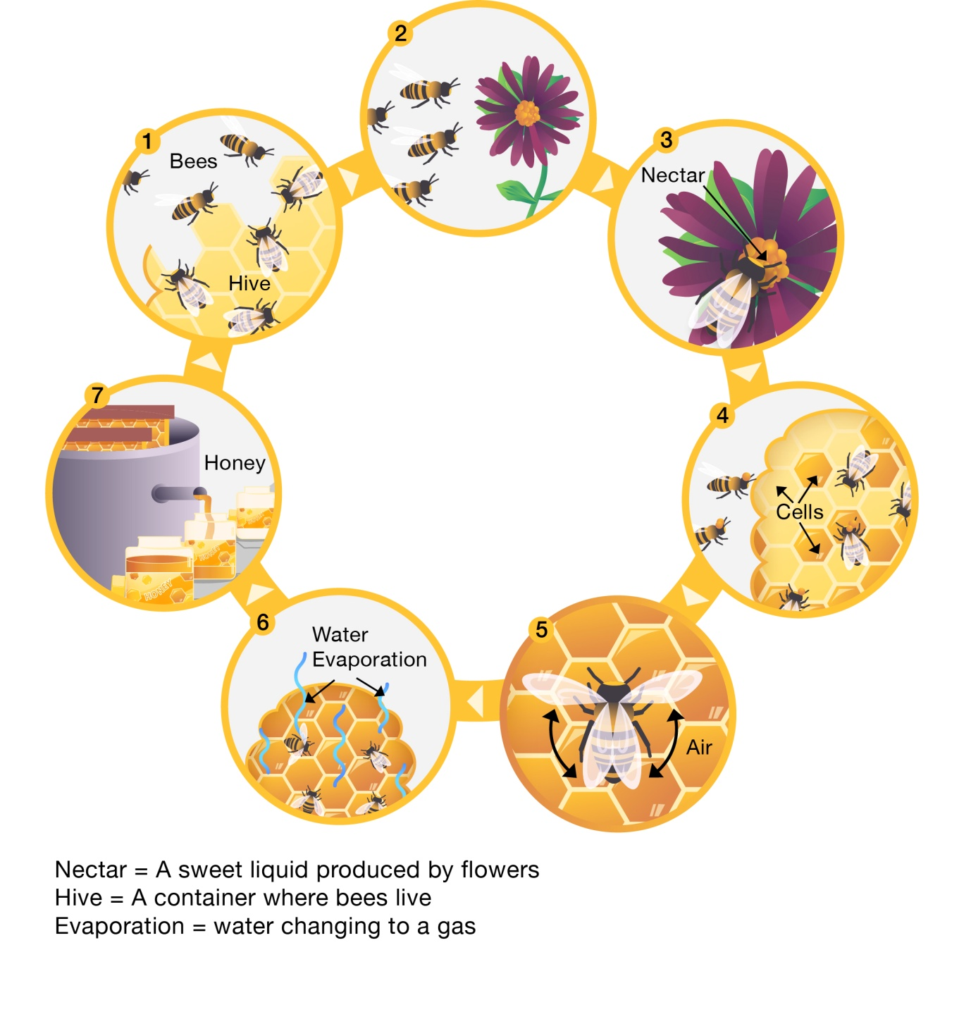 sample-writing-task-1-honey-bee-l-p-ielts-tr-c-tuy-n