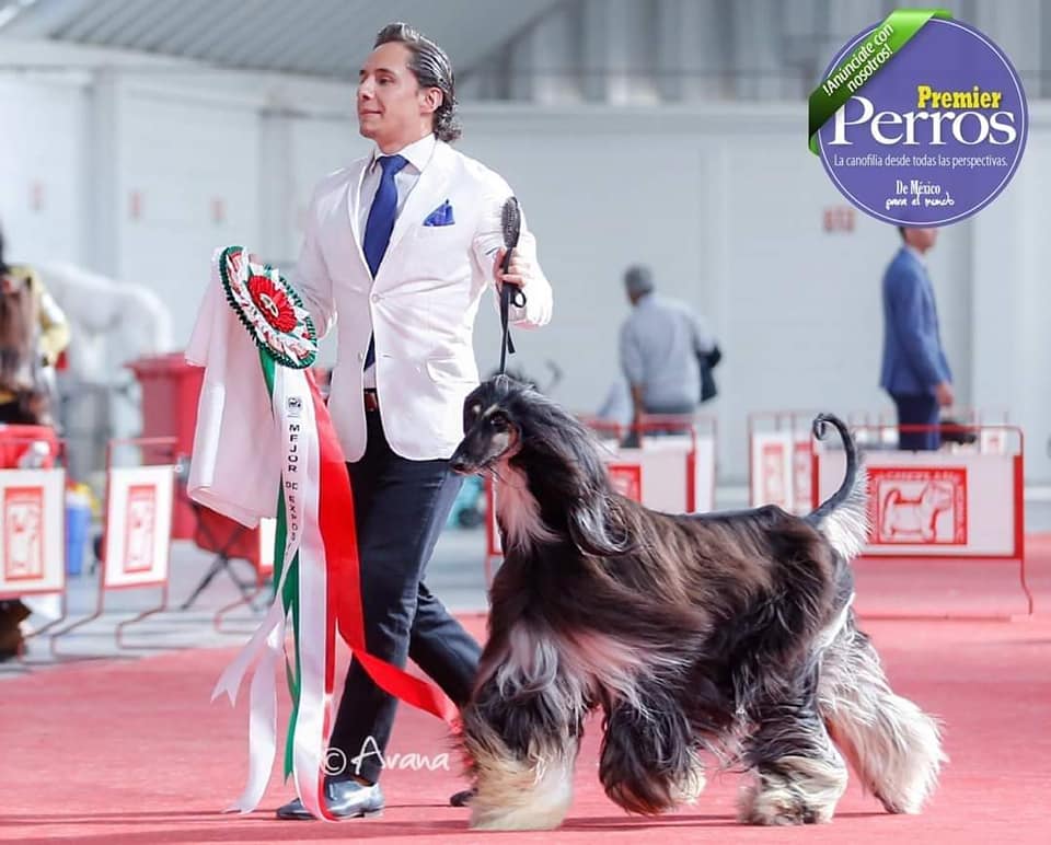 Les presento a mi Maestro Juan Miranda (México). Criador especializado ...