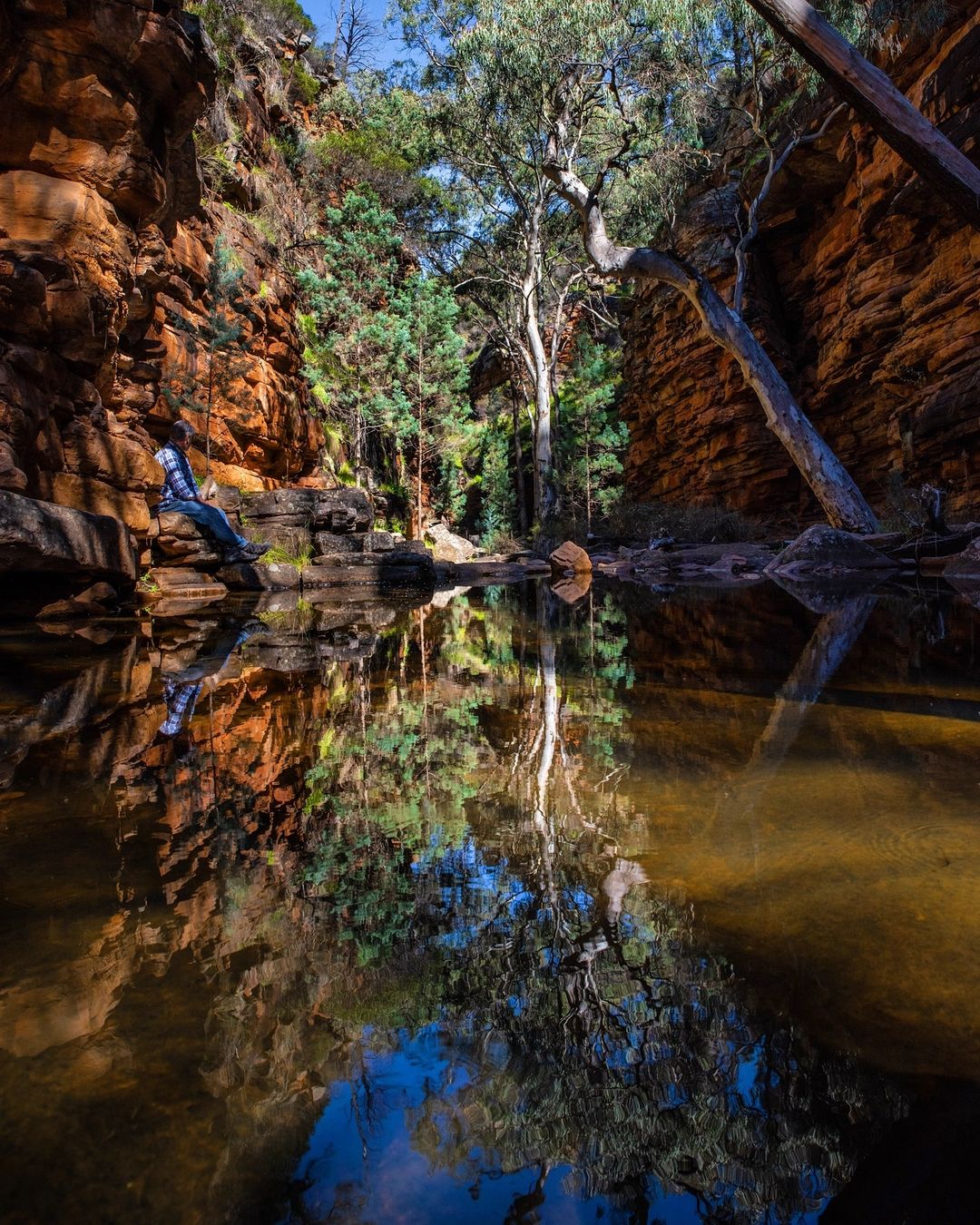 Spring has definitely sprung -... - Southern Flinders Ranges