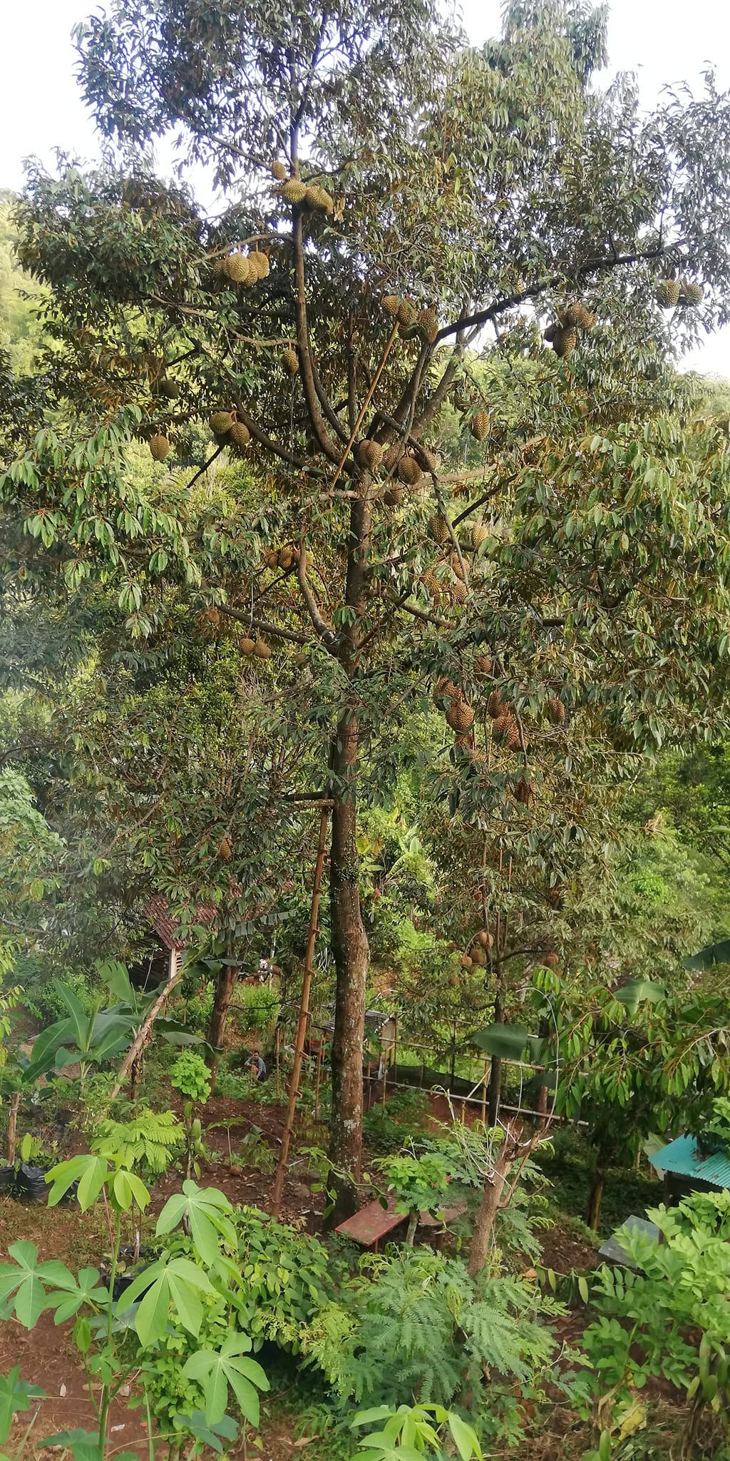 PUTRA RIMBA