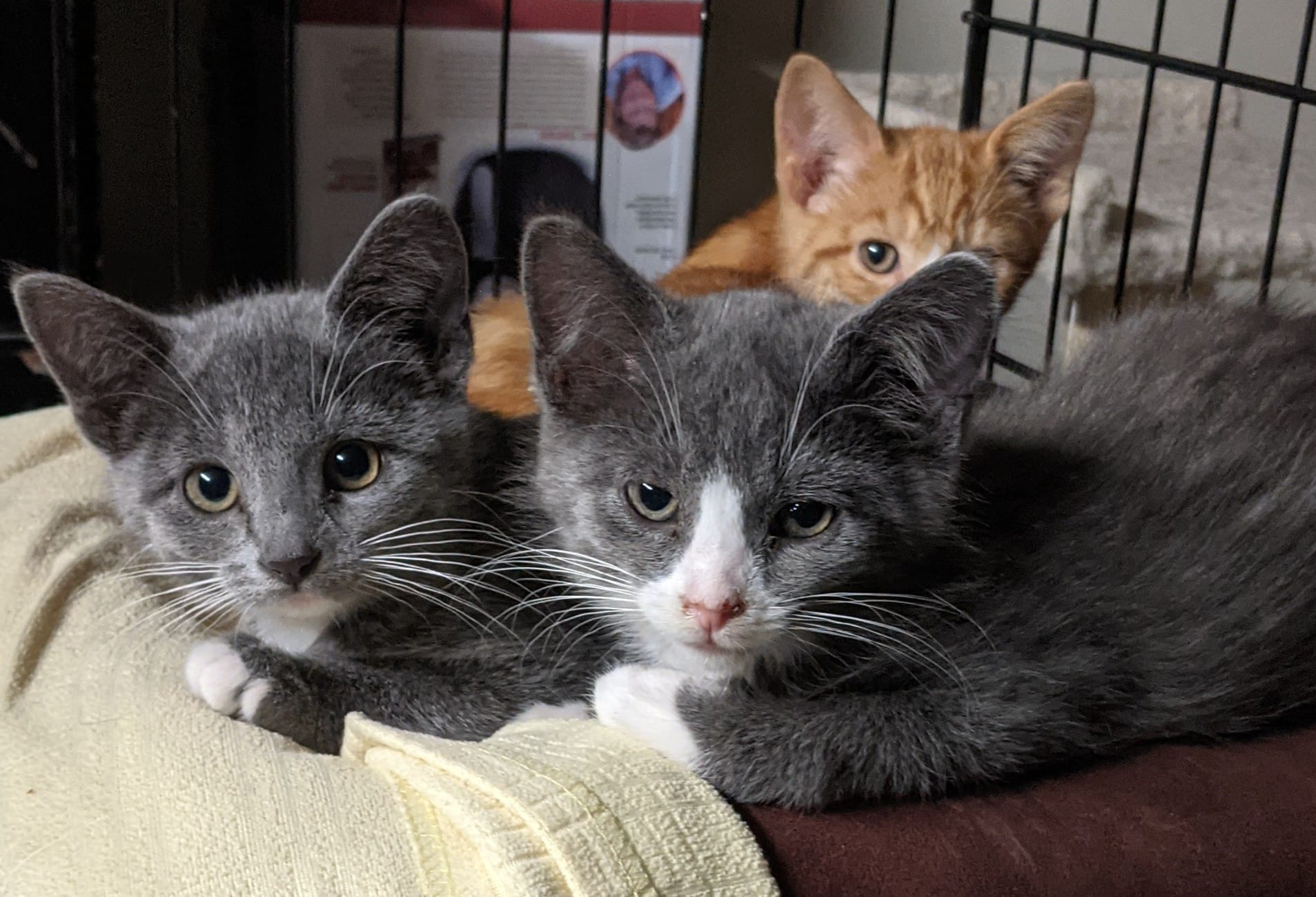 Safe Home Rescue