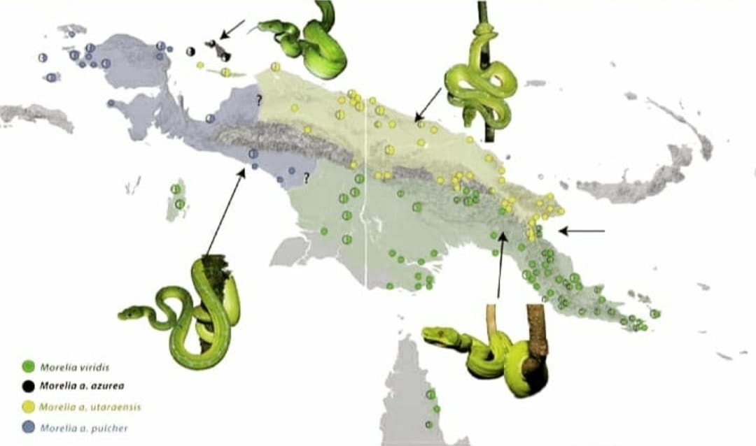 Morelia Indonesia (Chondro/Green tree pythons,Carpet & Carpondro ...