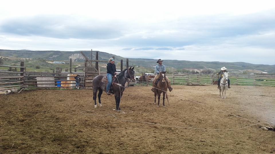 Phoenix Equine Riding... - Phoenix Equine Riding and Rehoming