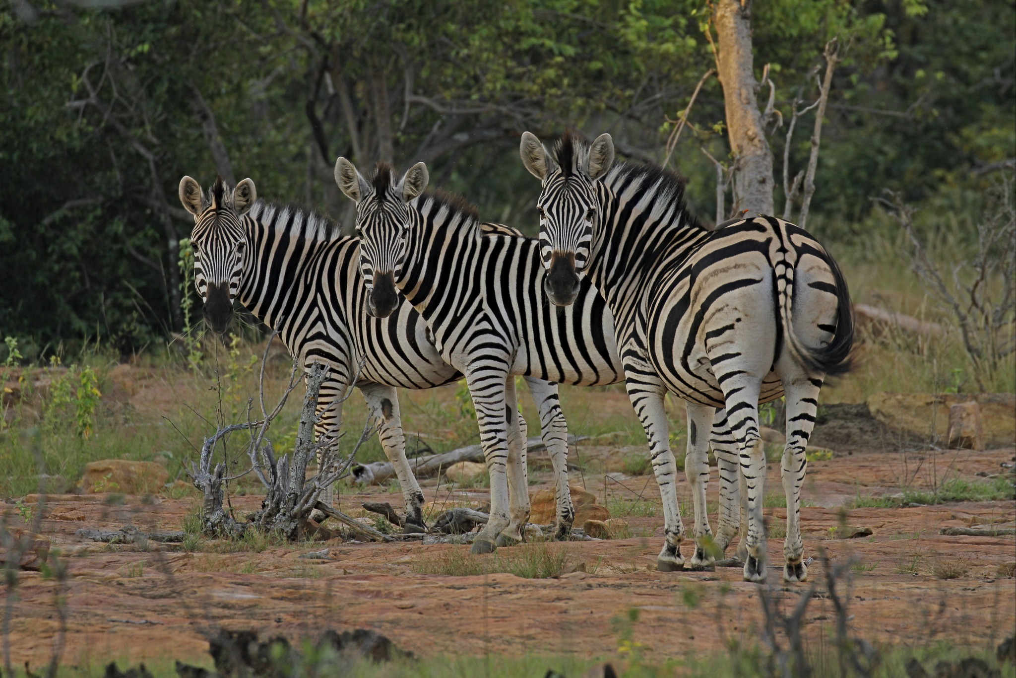 Wildeman Wildsplaas | Vaalwater