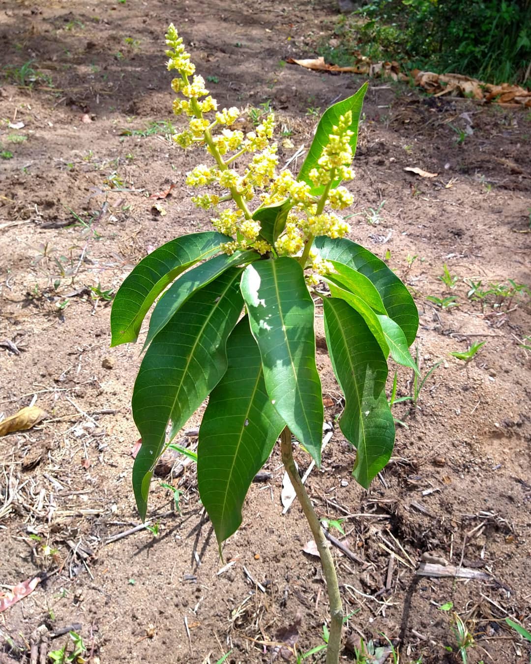El mango ya está floreando,... - Fundo Ecológico Selva Verde | Facebook