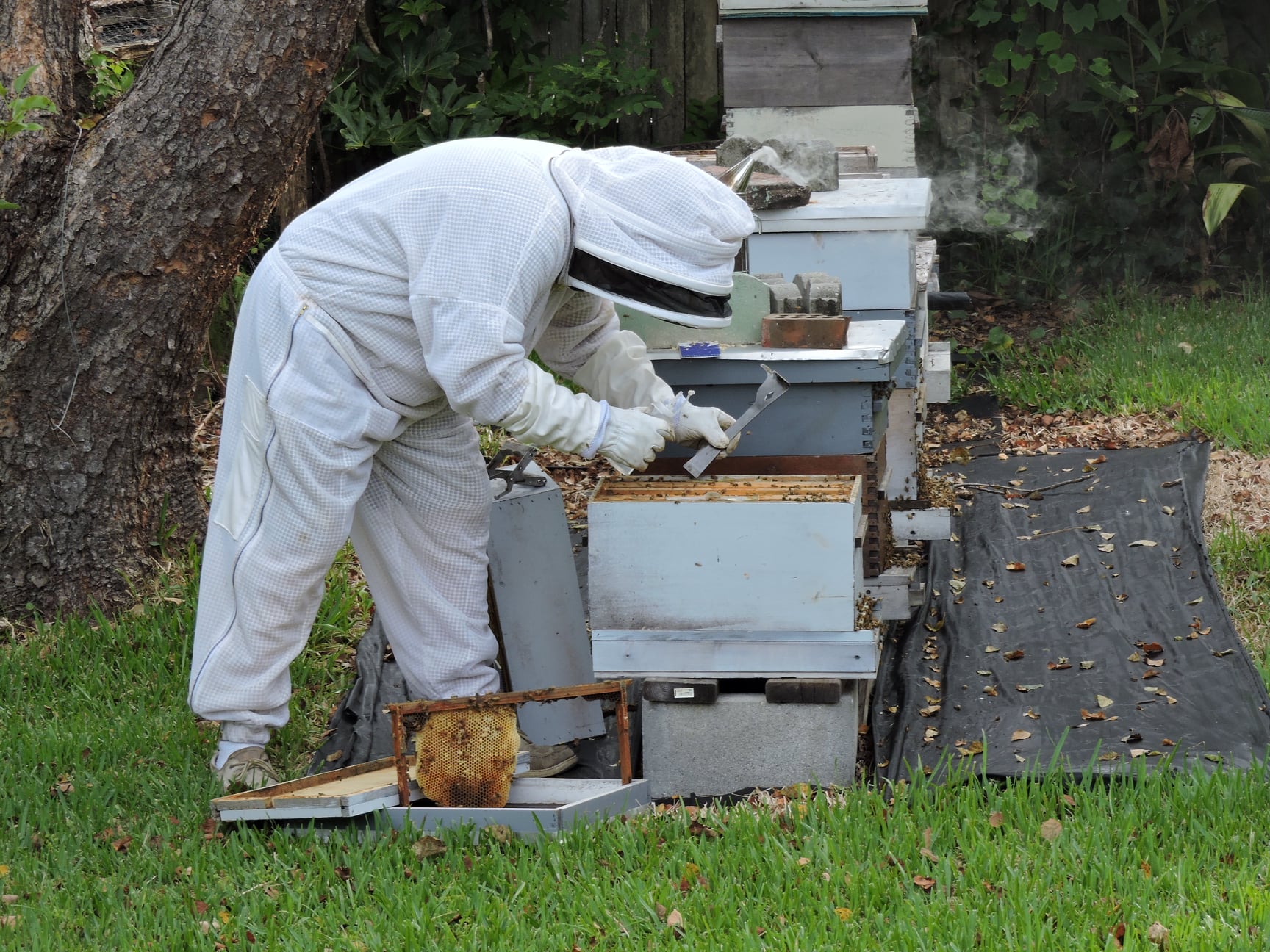 Beach Bees - Another weekend in the backyard with the...
