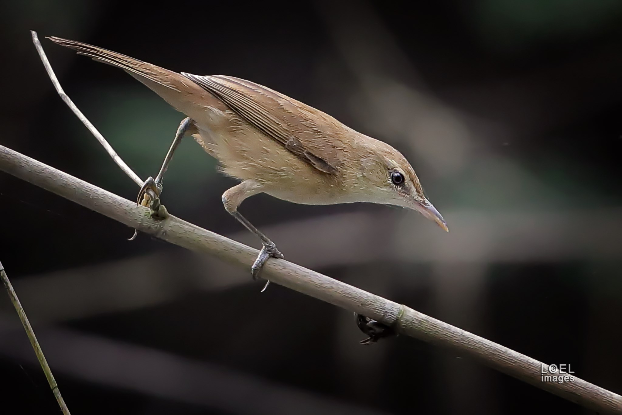 The large-billed reed warbler, a bird hard to identify
