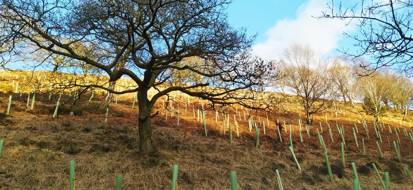 Forus Tree - 🌱🌱🌱 We've been busy planting this week up at...