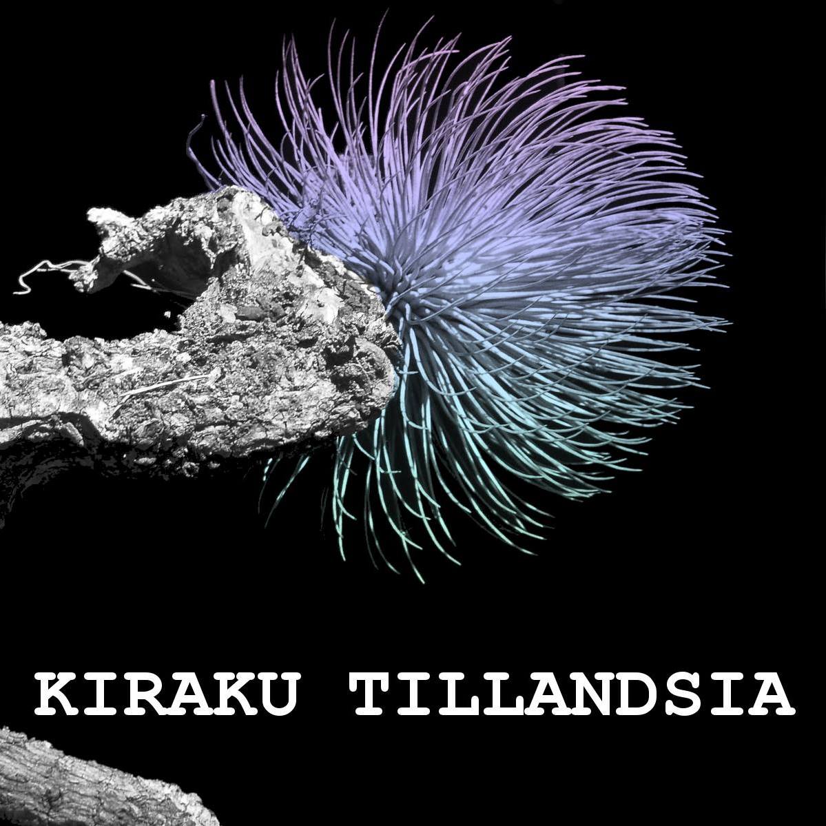 Kiraku - Tillandsia balbisiana - Grey form Tillandsia balbisiana ...