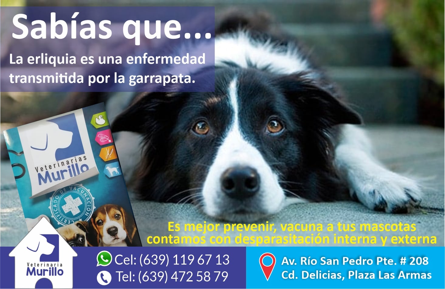 Mascotas y Veterinaria Murillo - La erliquia, también conocida como ...
