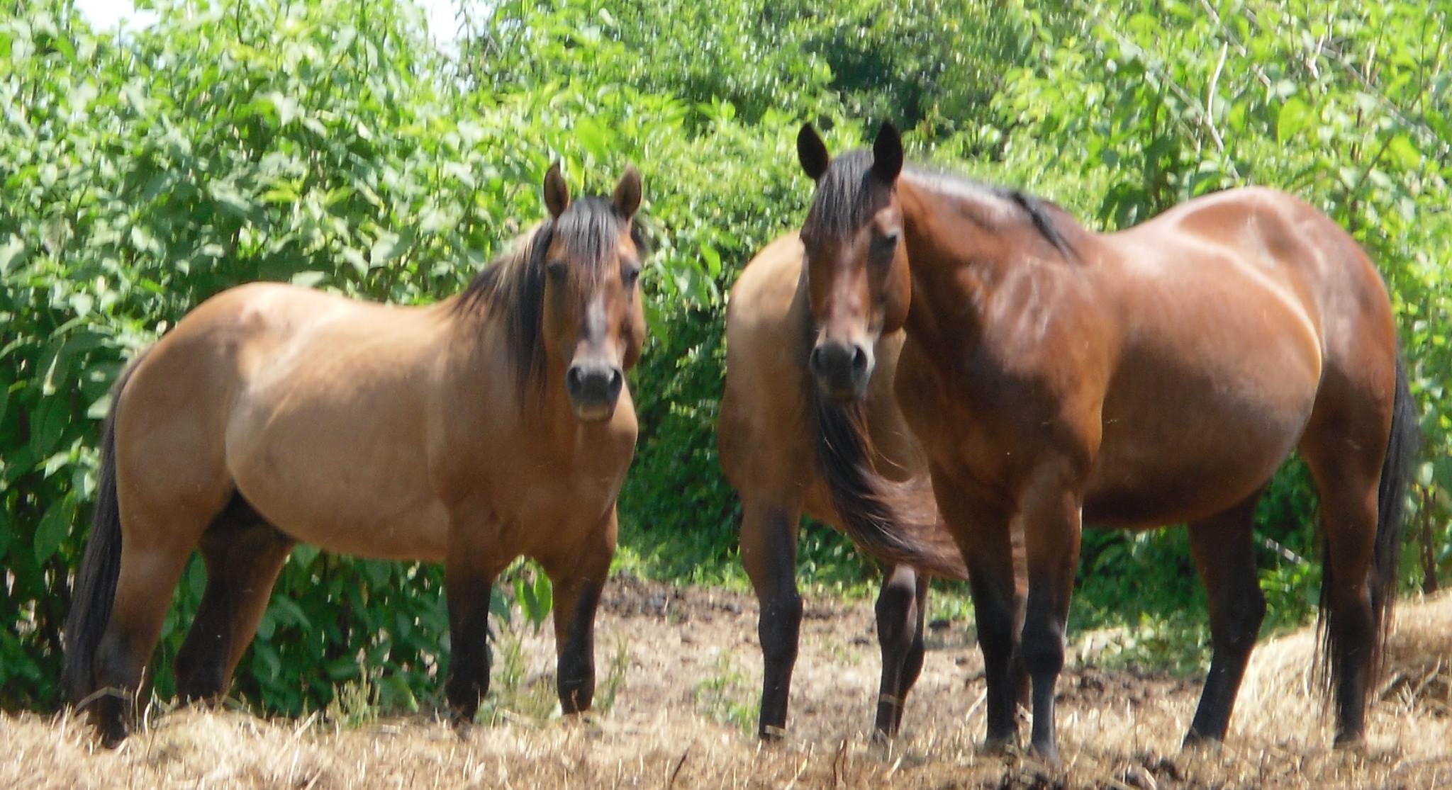 The G Bar M Ranch