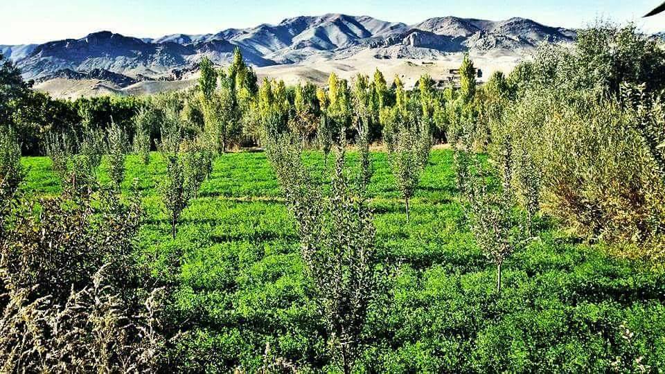 Unity of Afghans