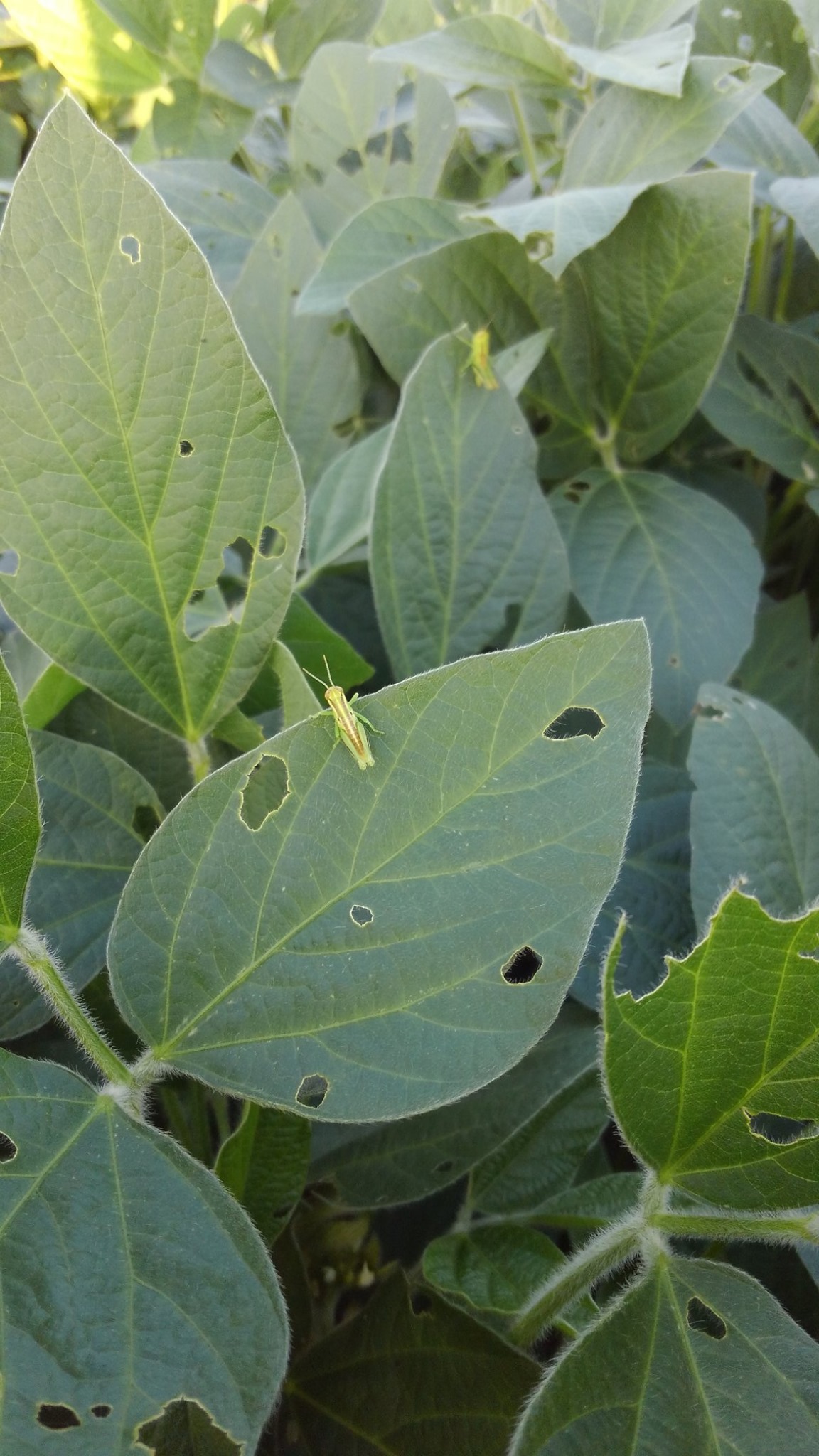 Strathman Aerial Spraying | Axtell KS
