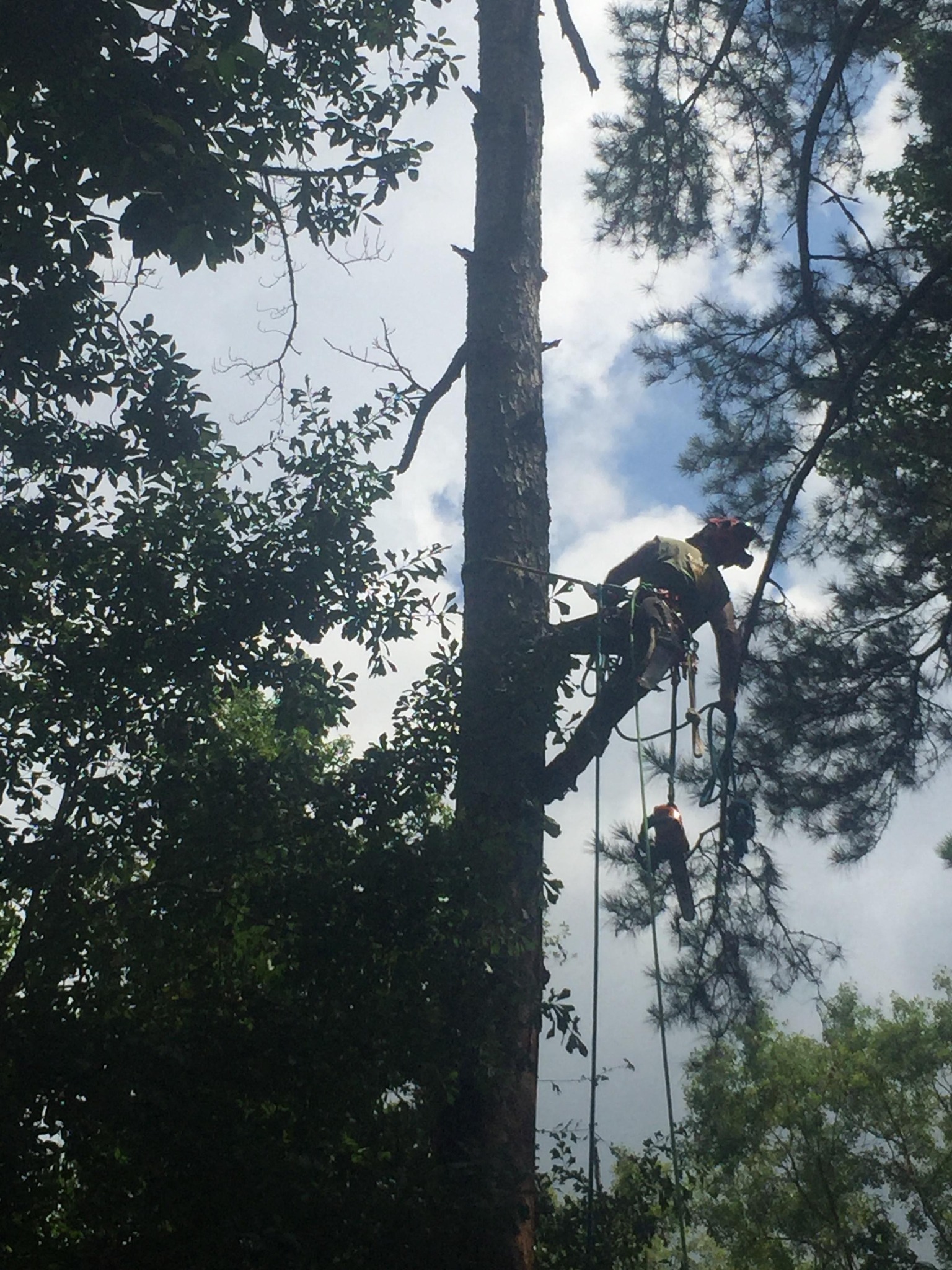 Bob Ross Tree Services, Inc. | Pensacola FL