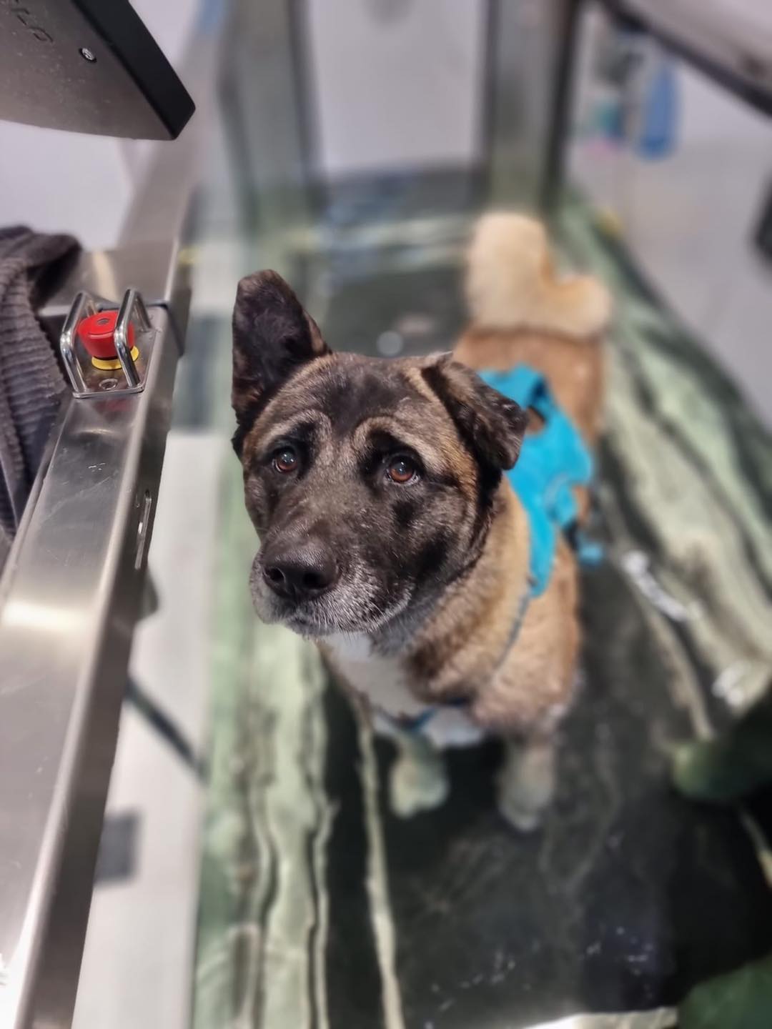 Beautiful Roxy 💜 she is under the care of the RSPCA Fylde Branch and ...