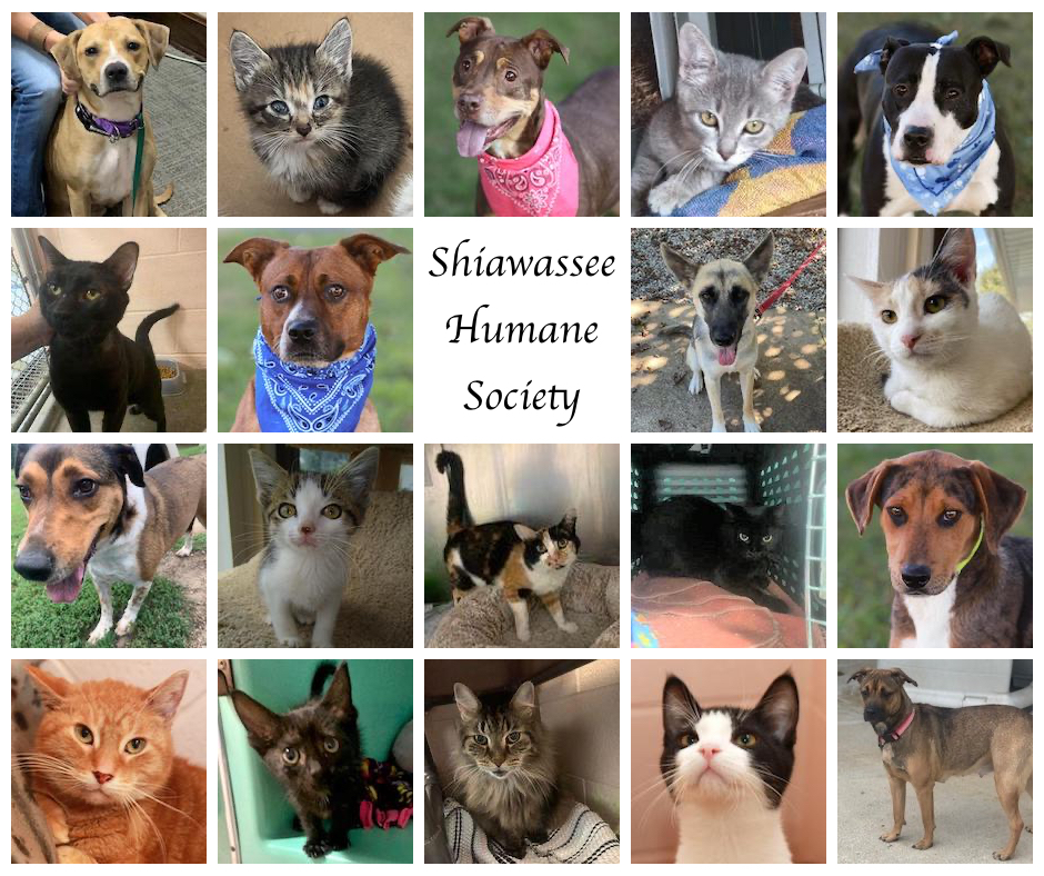 Congratulations to these... - Shiawassee Humane-Society | Facebook