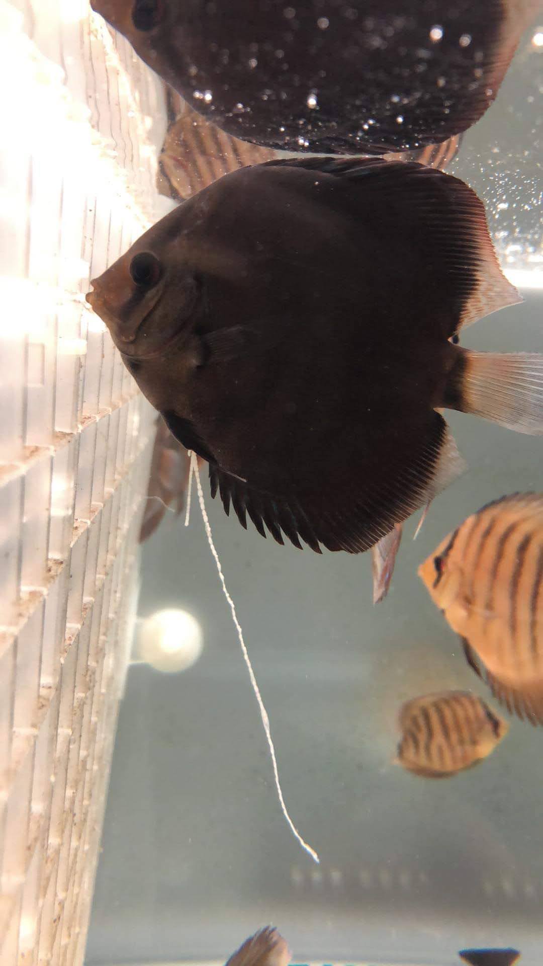 #寄生蟲 #案例分享 #血腥照片不喜勿點開 #經過飼主同意分享 🐟... - 魚活通 Fish Act Inform