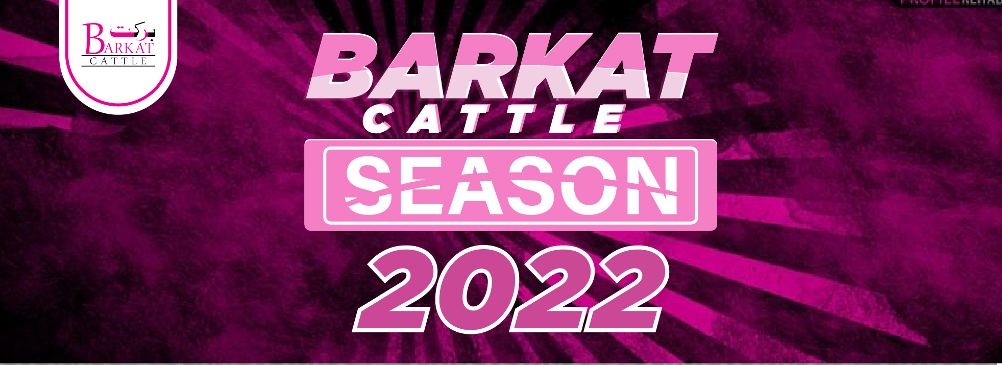 Barkat Cattle