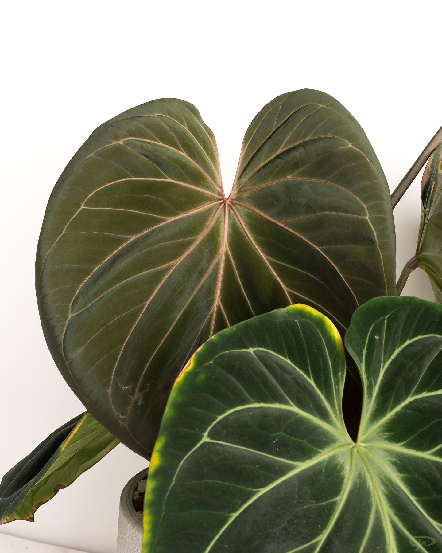 KOS HU X RED CRYSTALLINUM #anthurium #anthuriumlovers