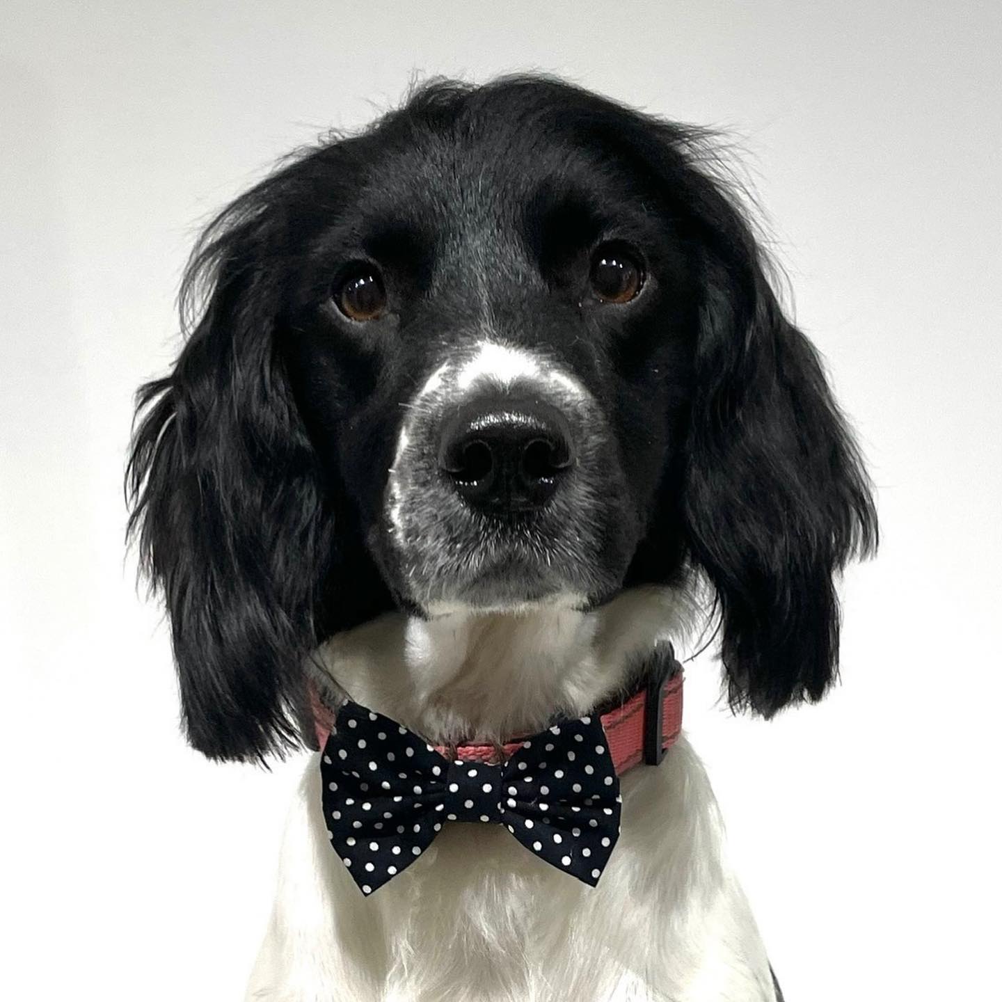 Meet gorgeous Bella... - Dog House Grooming Hughenden Valley | Facebook