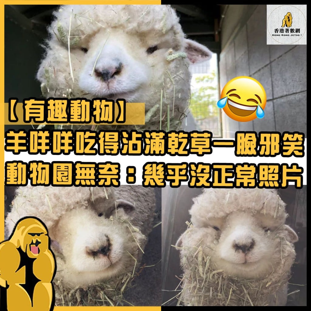 【有趣動物】羊咩咩吃得沾滿乾草一臉邪笑... - HongKongJetso.com - 香港 No.1 著數網 | Facebook