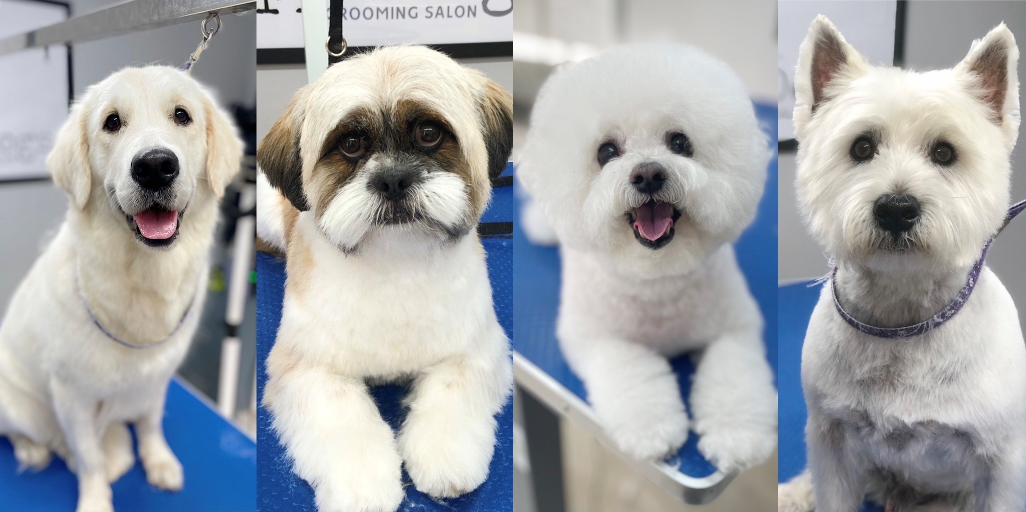 Dapper Dogs - Professional Dog Grooming | Hungerford