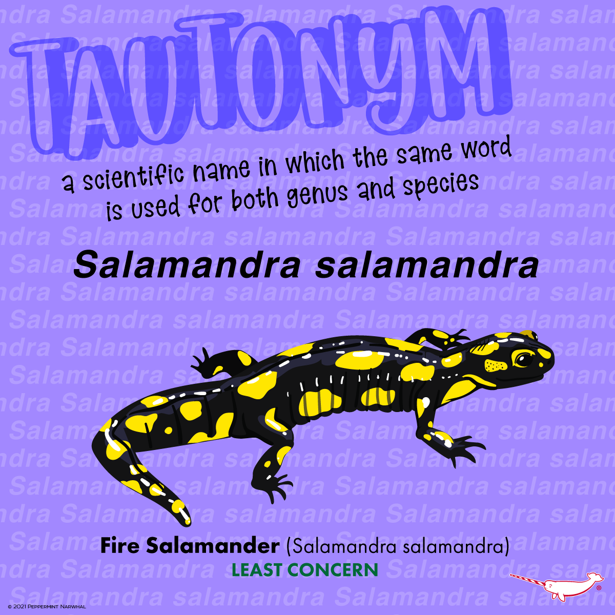 TAUTONYM: a scientific name... - Peppermint Narwhal Creative | Facebook