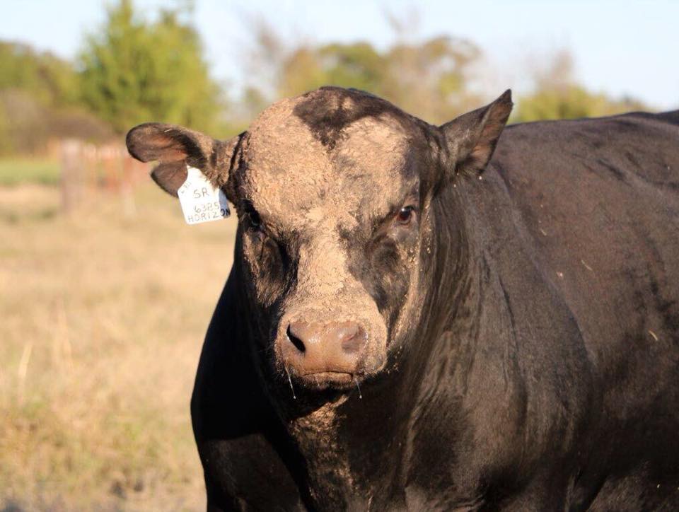 Jones Ranch - Happy Monday!! Let’s dig in make this week a...
