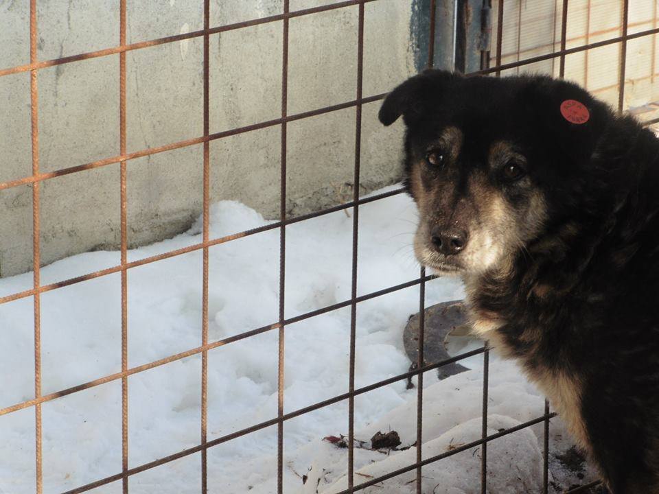 Romanian Dog Rescue R Us added... - Romanian Dog Rescue R Us