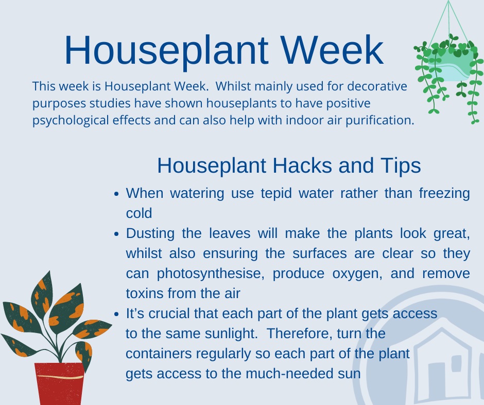 🥀 HOUSEPLANT WEEK 🎍 This... - Grampian Housing Association | Facebook