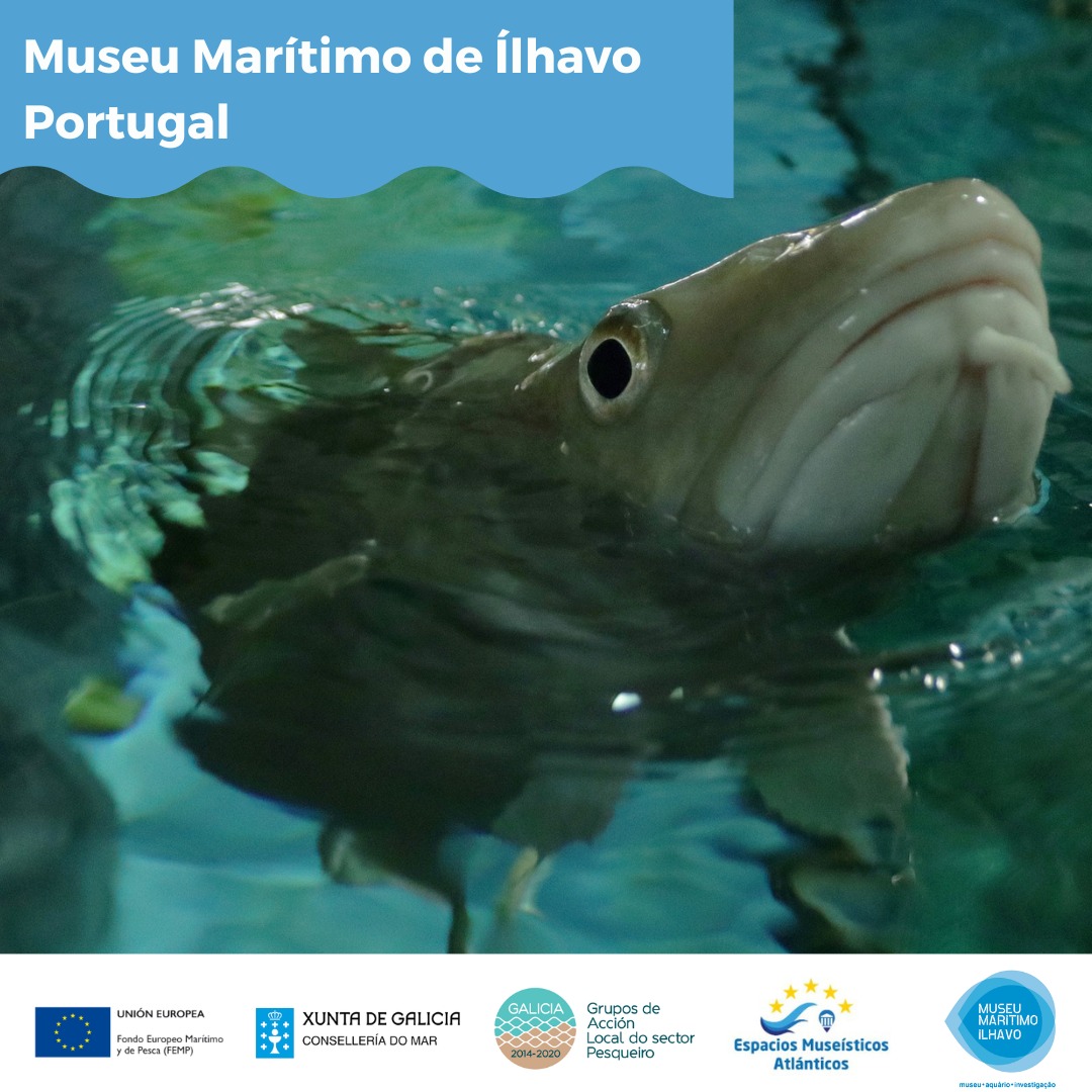 Pasaporte - #Rastro #Raño #Gancha #ArteDePesca #MarisqueoAFlote # ...