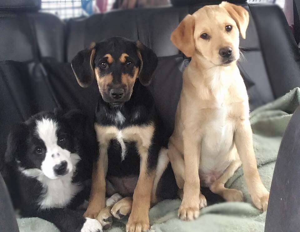 Sydney's - Bring your pup in for daycare on February 14th for our ...