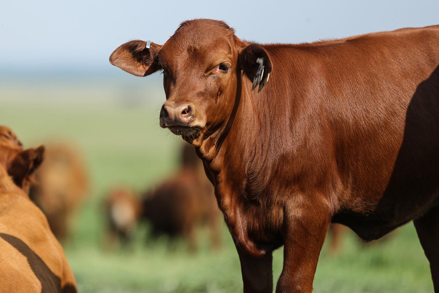 The important breed characteristics of... - Droughtmaster SA