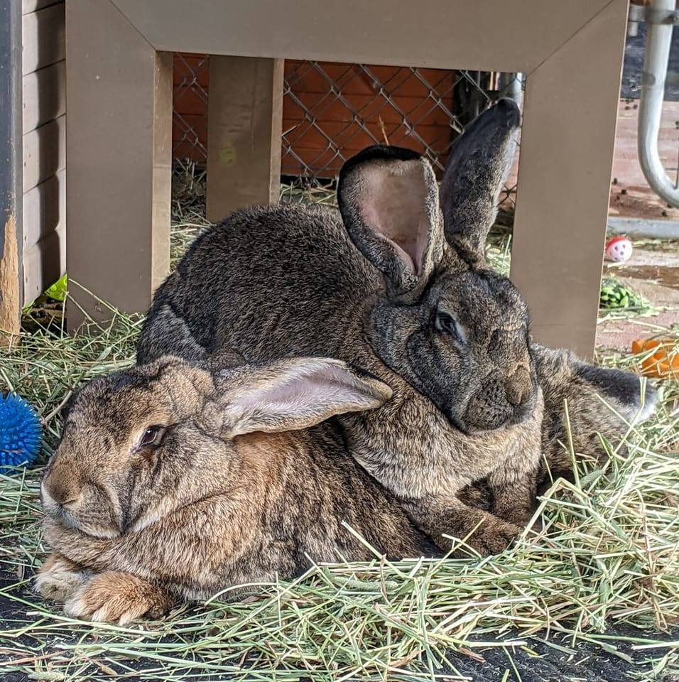 SoCal - Continental Giant doe, 19 weeks old, BunnyVac vaccine, black ...