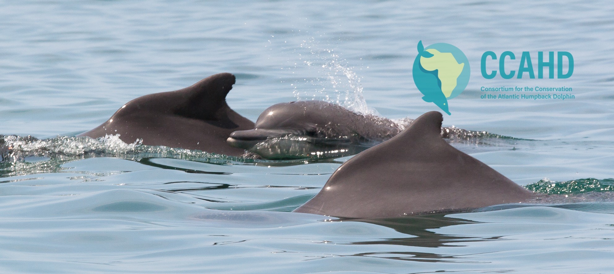 Consortium for the Conservation of the Atlantic Humpback Dolphin