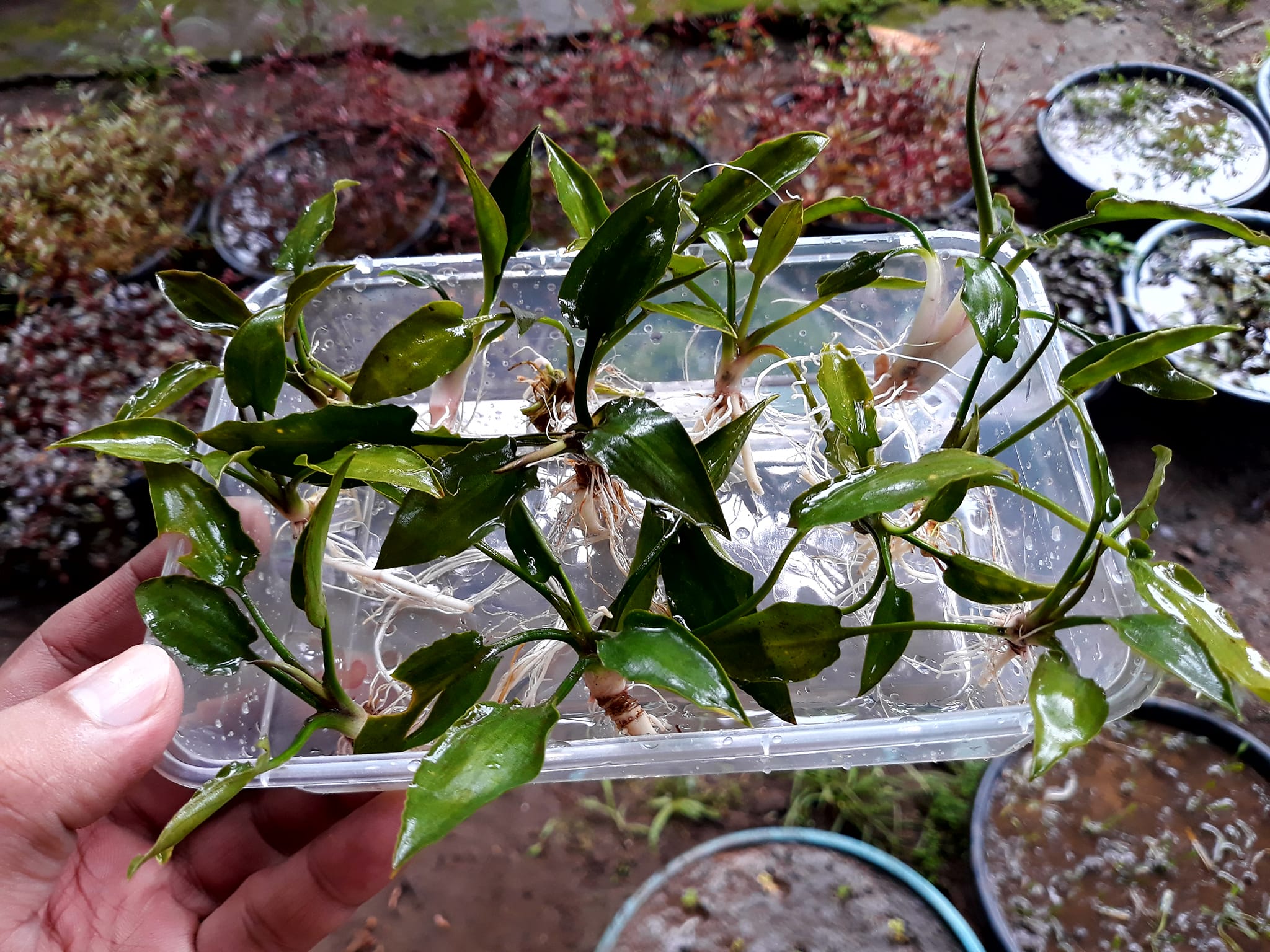 Lowtech red plant (Red) Cryptocoryne Palaterasian X myriophyllum