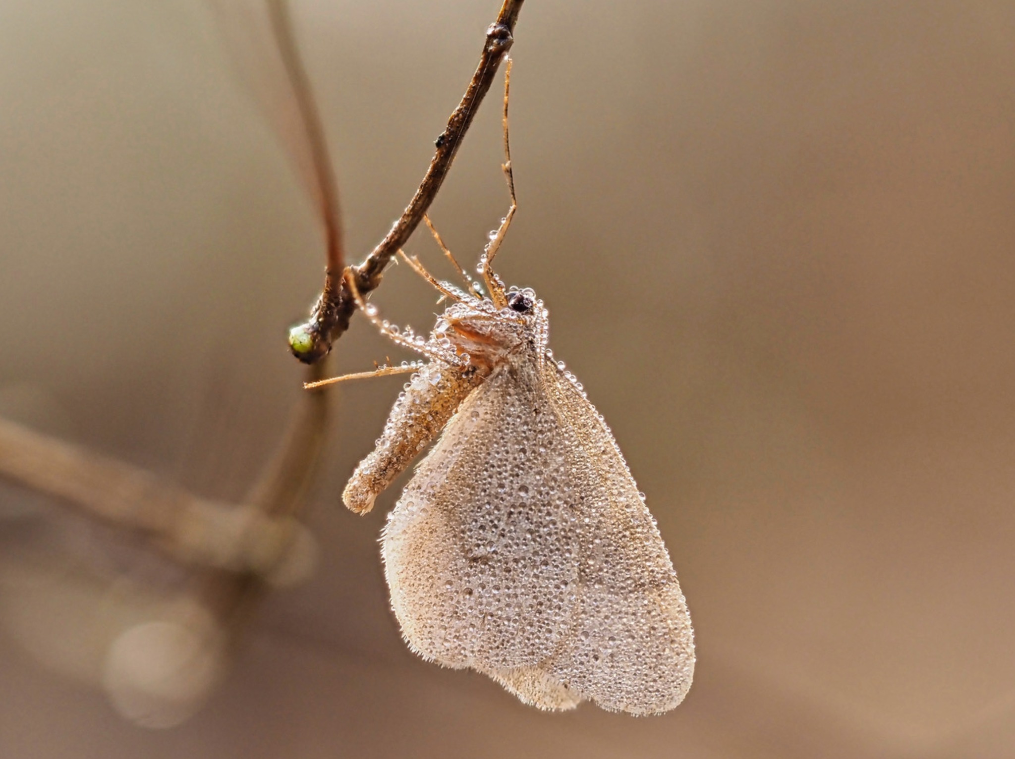 OM System - Don't forget to keep a lookout for insects – even in the ...
