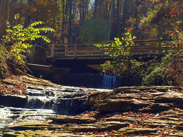 Nature’s Weekly Wonders Experience the magic of Saunders Springs Nature ...