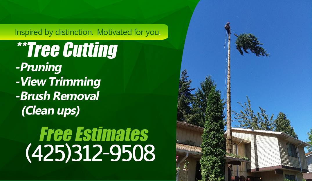 Ayuso Tree Service | Lake Stevens WA