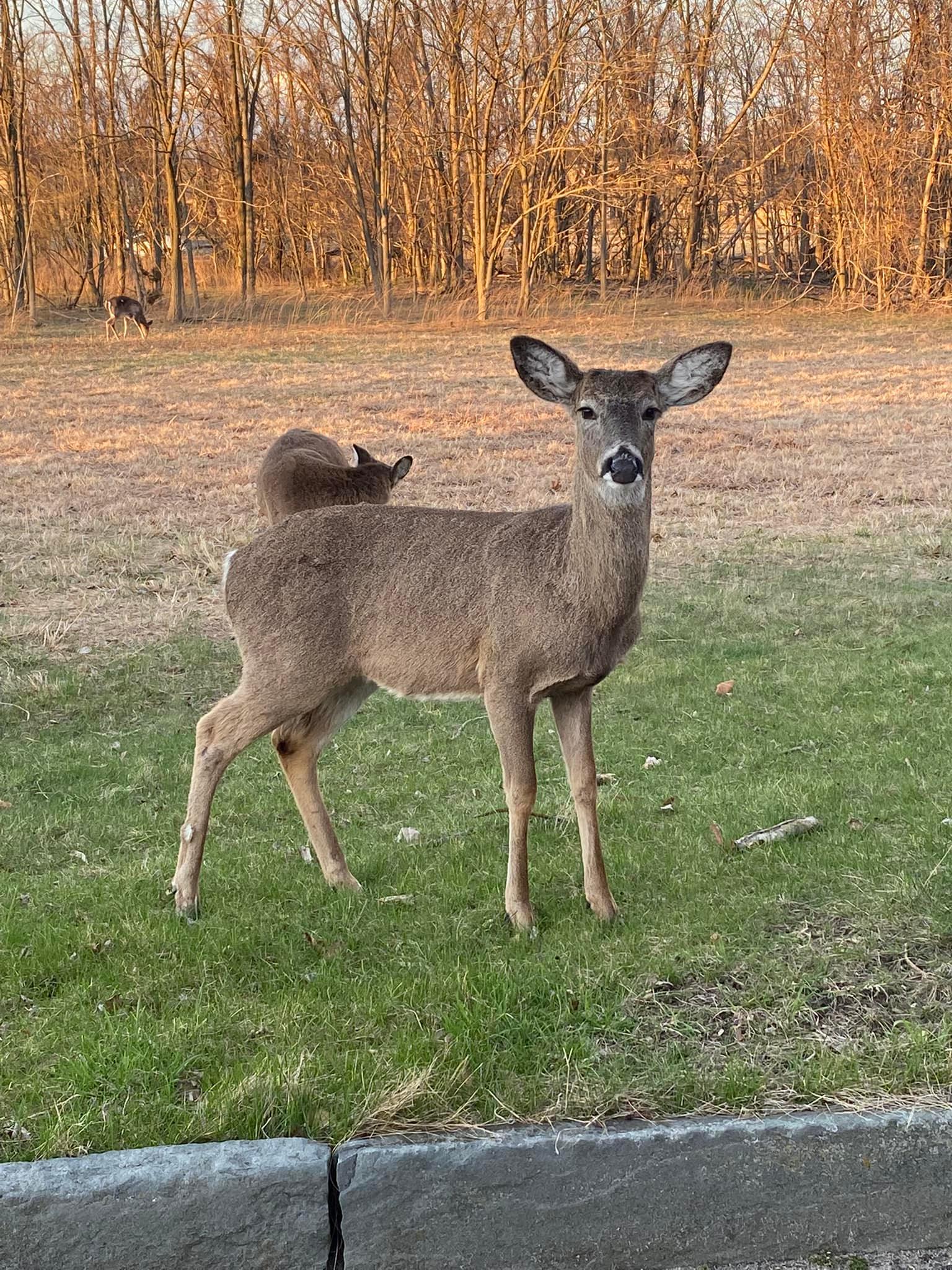 Deer waiting for photo opportunity in Sandy Hook