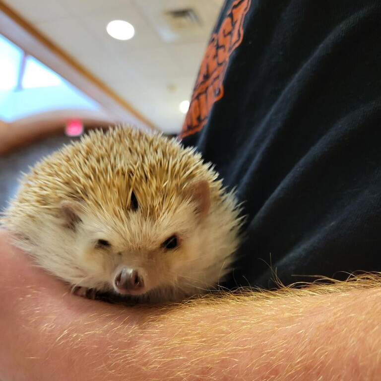 Meet Spike, adoptable hedgehog at McKamey Animal Center