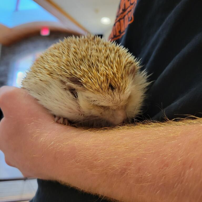 🐾ADOPTED🐾 Did you know there are 15 species of hedgehog? 🦔 Meet
