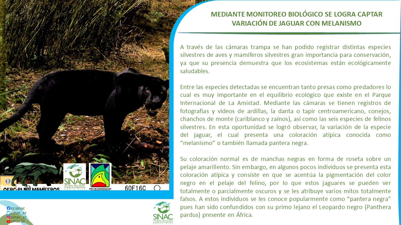 Sistema - SINAC INFORMA MEDIANTE MONITOREO BIOLÓGICO SE LOGRA CAPTAR ...