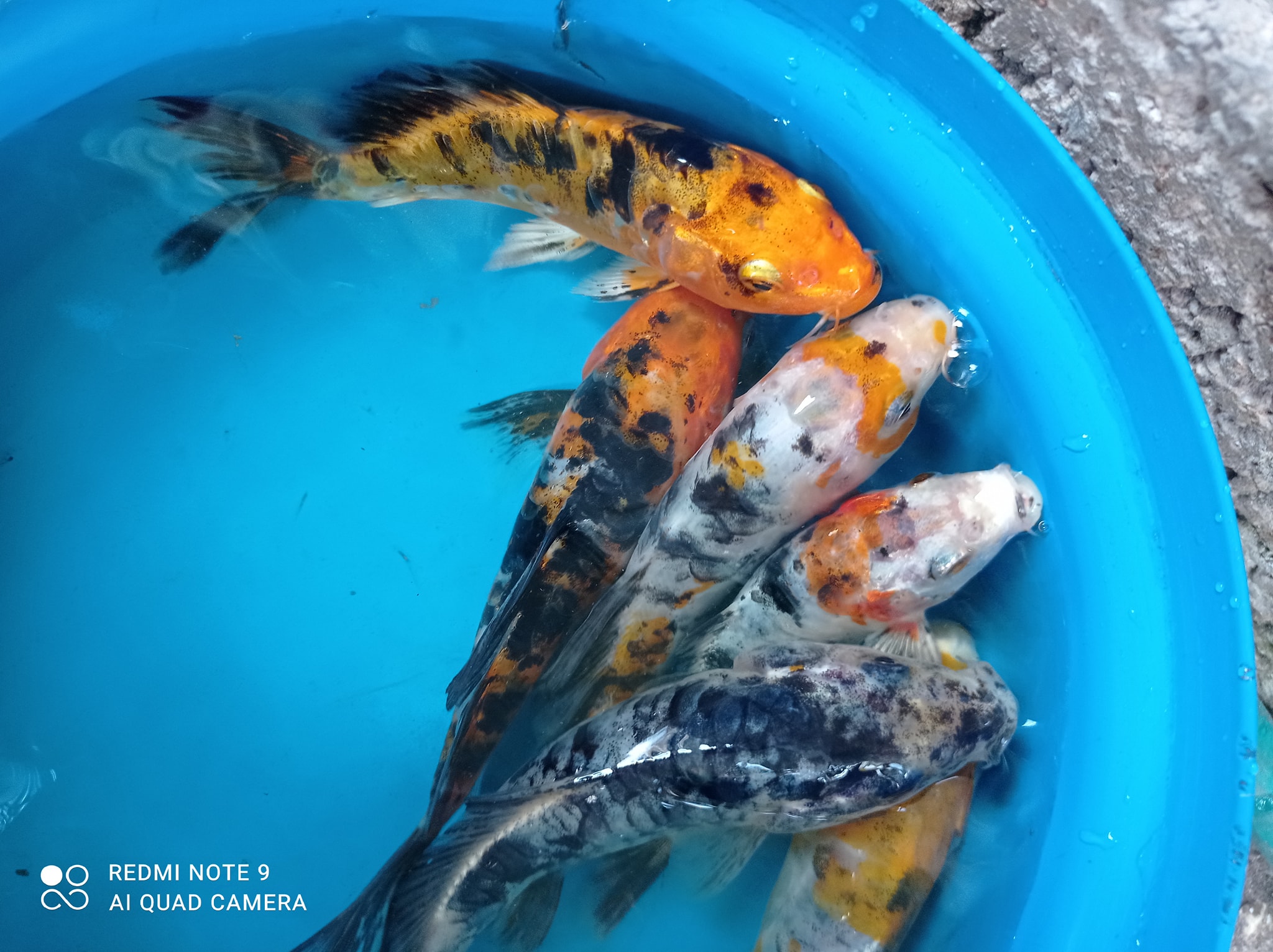 Hermosos bettas macho superdelta disponible 🫶 📲 981 186 4316 📞 981 816 ...