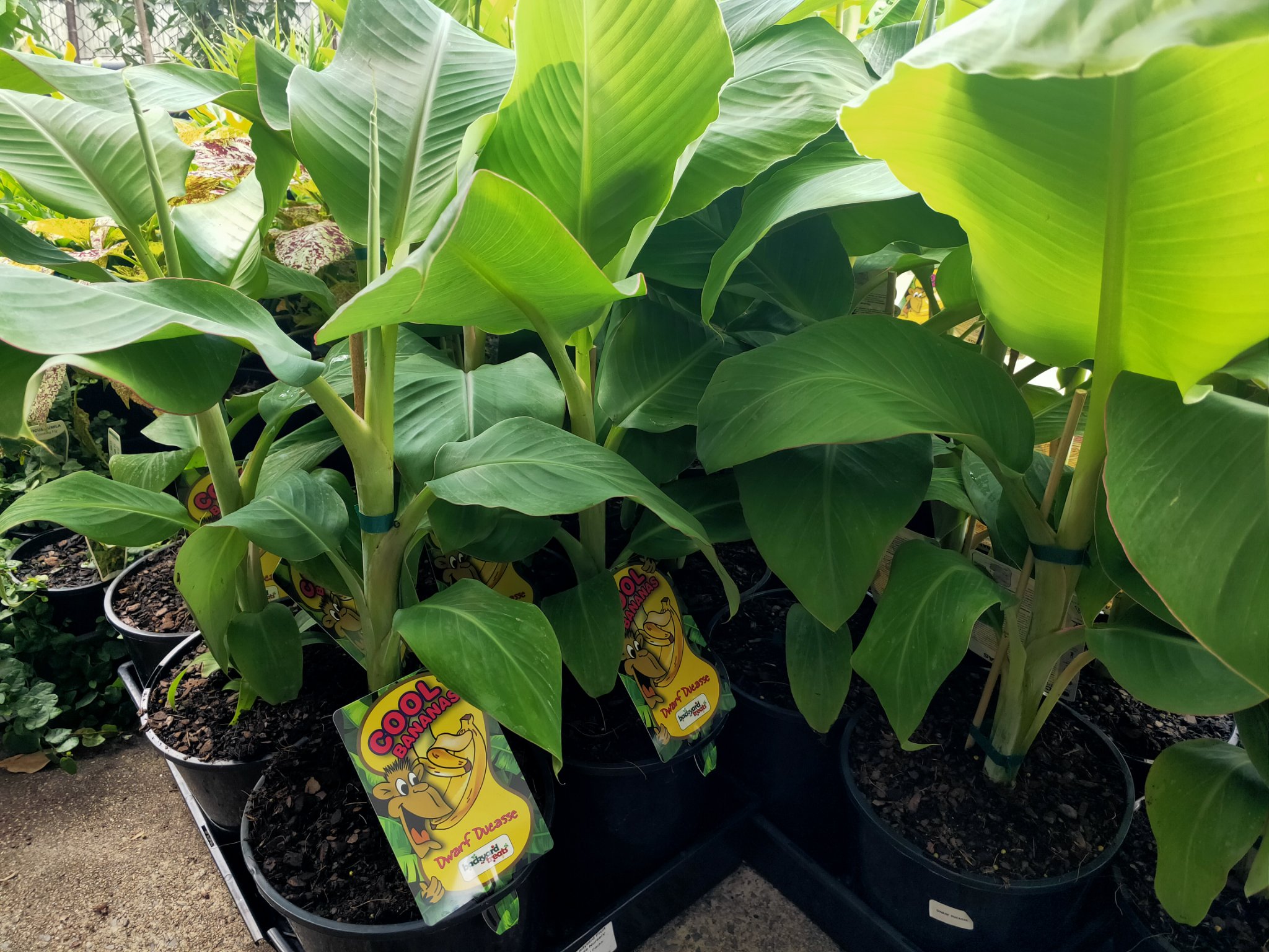 Dwarf Sugar Banana Plants & Seedlings Kallangur