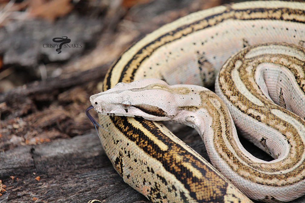 “Epidemic”. BILS 18.07. Sister to “The Sickness”. Male neonate ...