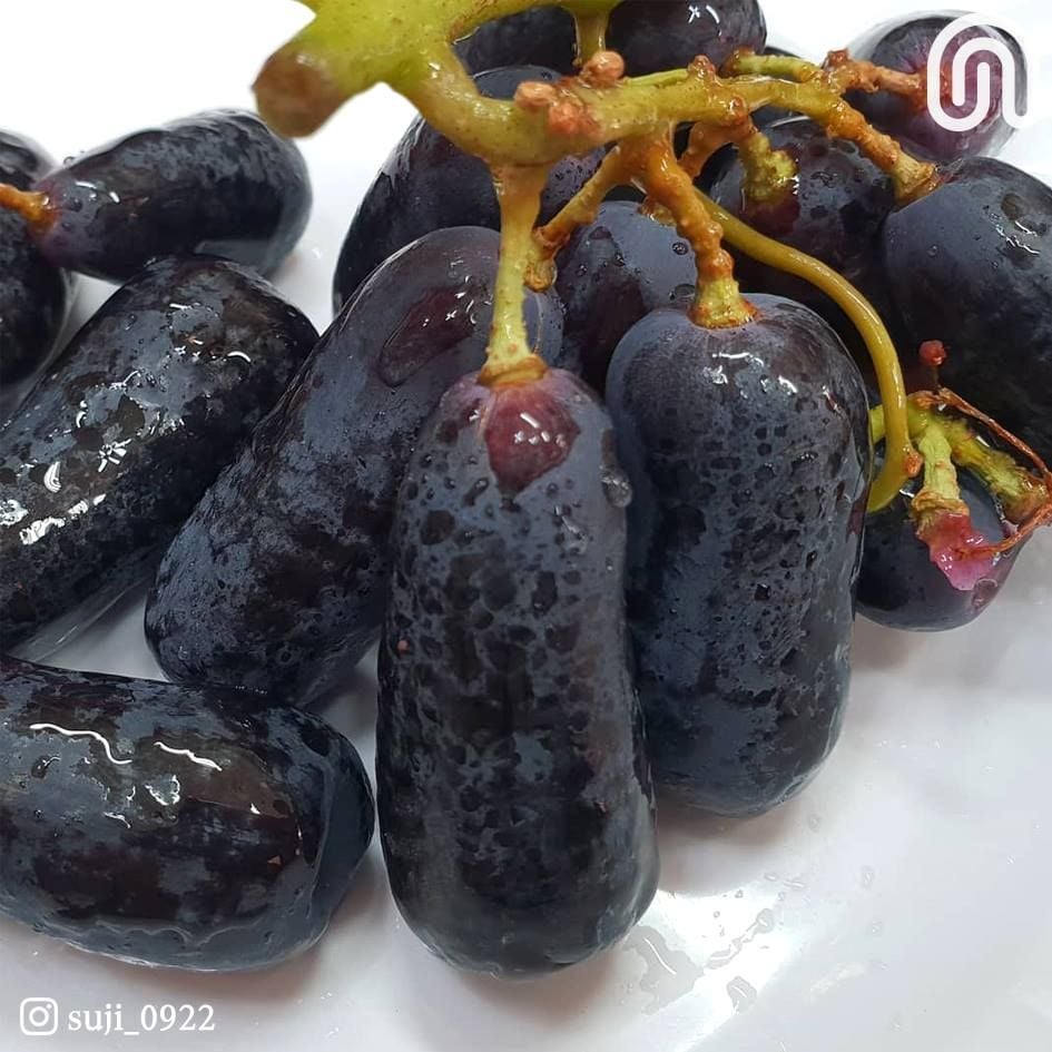 수원에서 뭐 하지? - 포도중에 보석💍이라고 불리는 #사파이어포도🍇 이 영롱한 모습과 색깔을 좀...